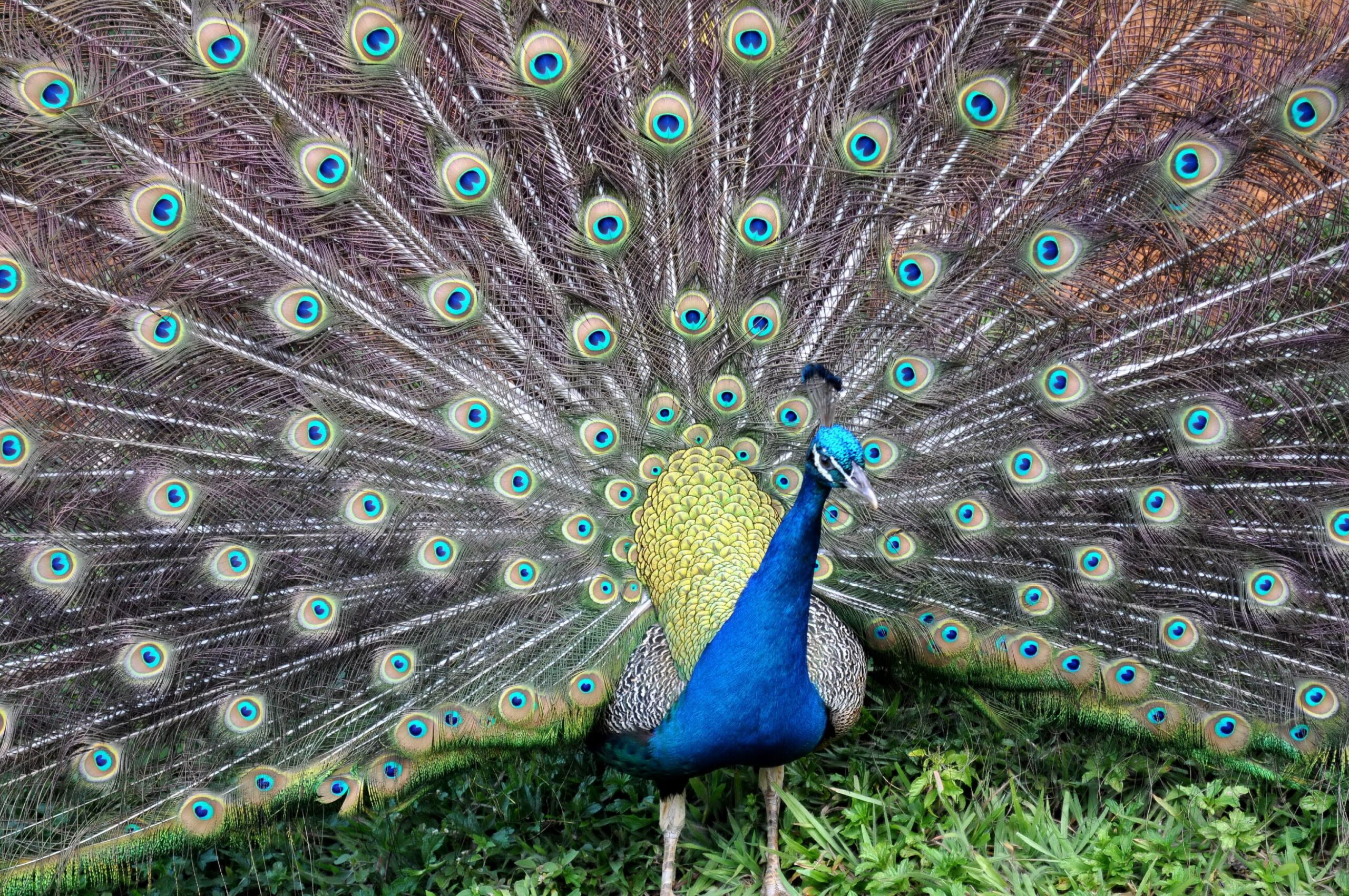 Rex Parker Does The NYT Crossword Puzzle Not so conservative Party FRI 8 22 25 Accessory For Overseas Travel Where Many Gather To Form A Line Camila With The Hit 2022 Album 