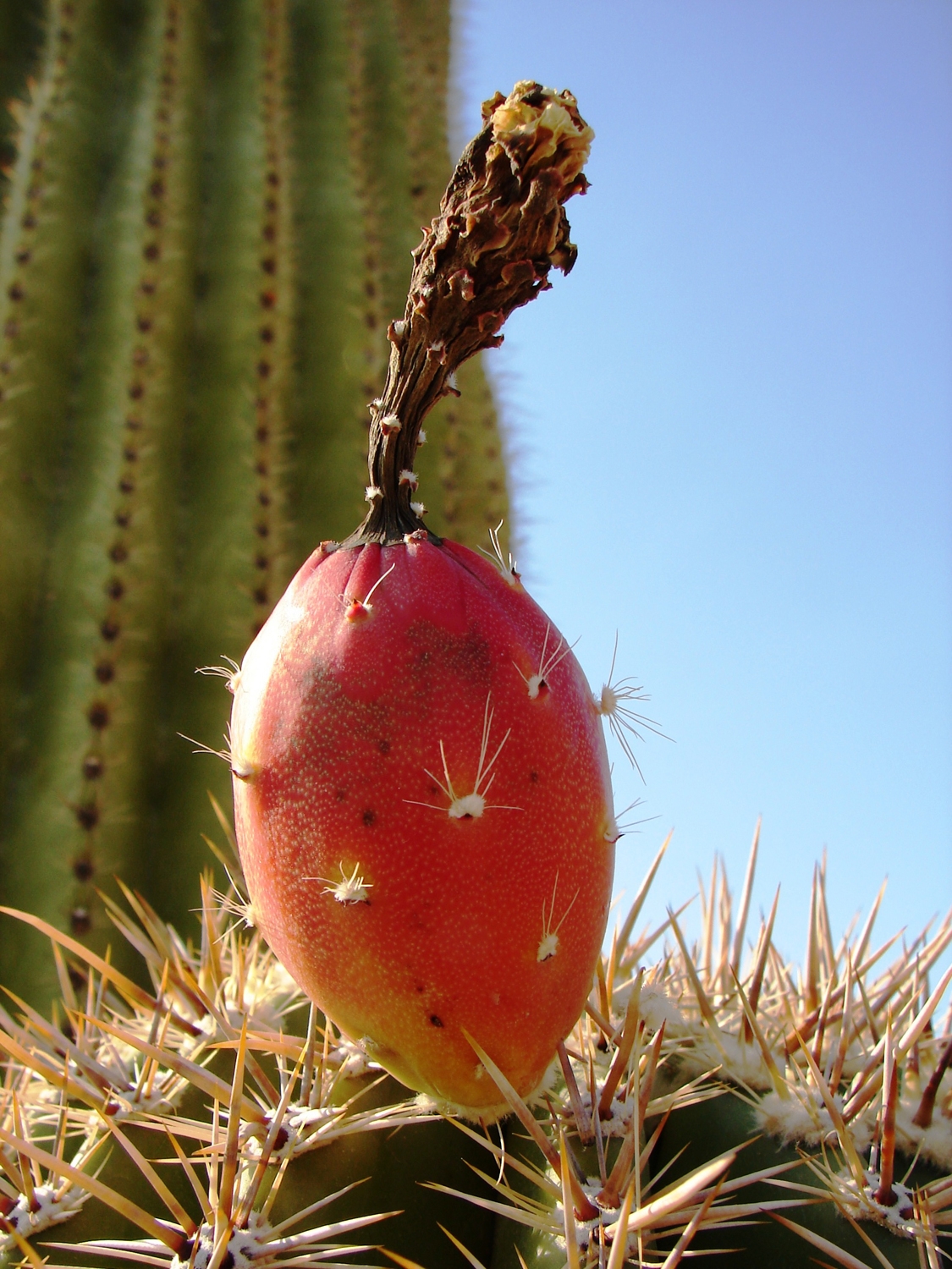 Saguaro Cactus Flower Images Sonoran Desert Pictures Page 2 Live Science