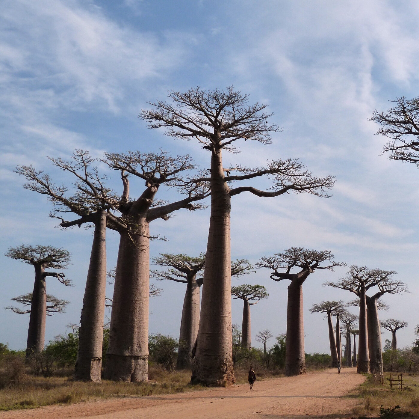 Madagascar Tree Crossword Clue