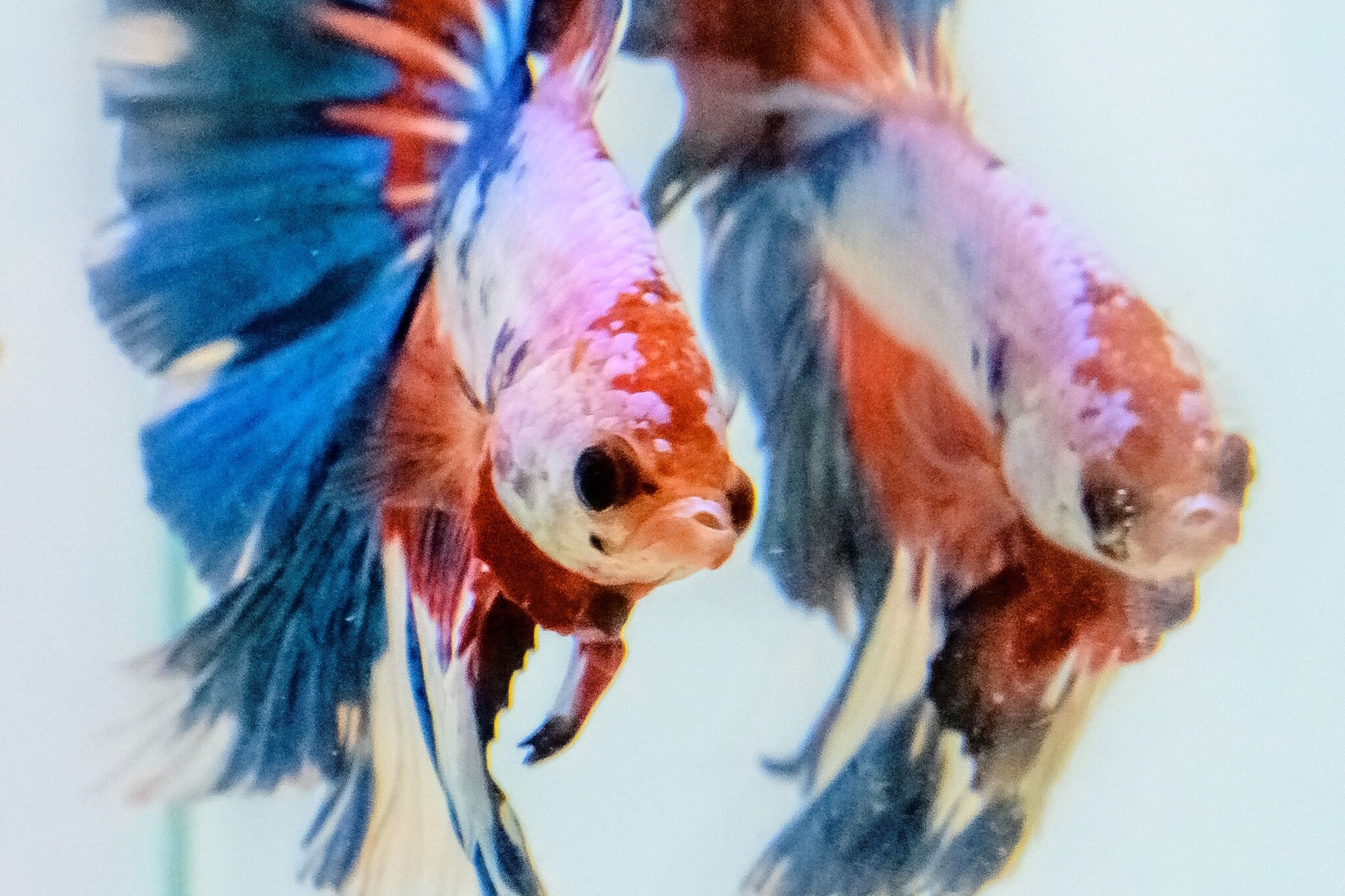 The 1 000 Year Secret That Made Betta Fish Beautiful The New York Times
