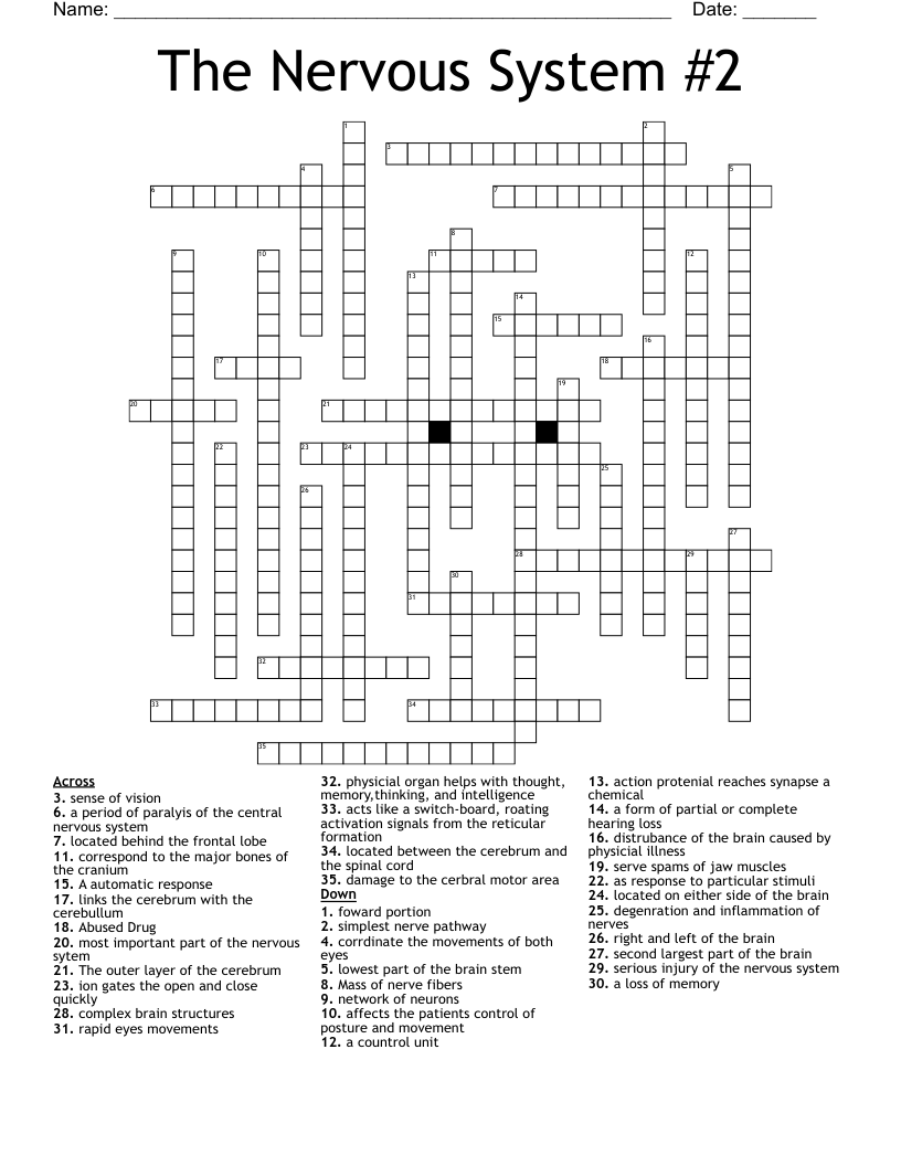 Nerve Network Crossword