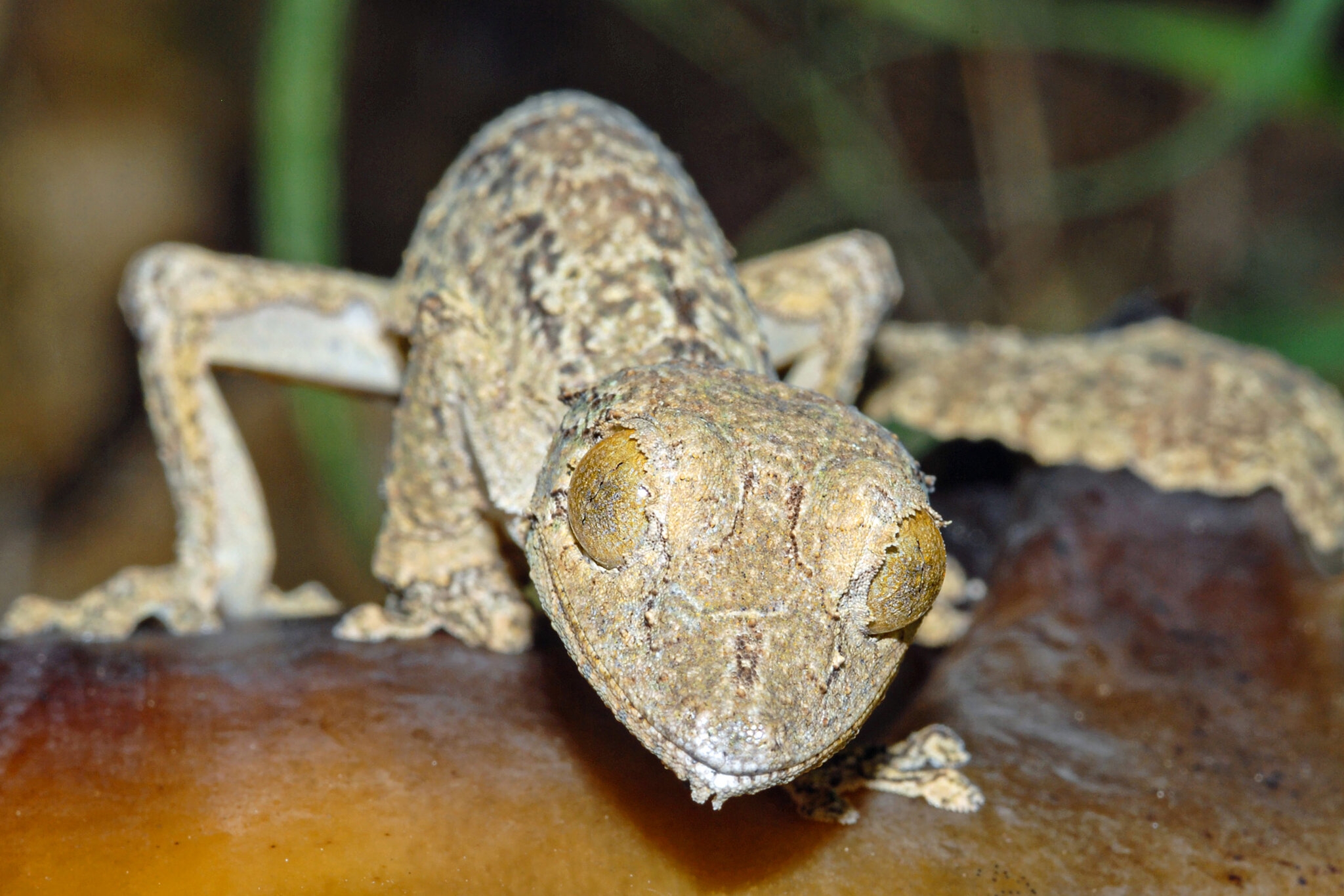 This Gecko s Camouflage Is So Good It Masqueraded As Another Species The New York Times