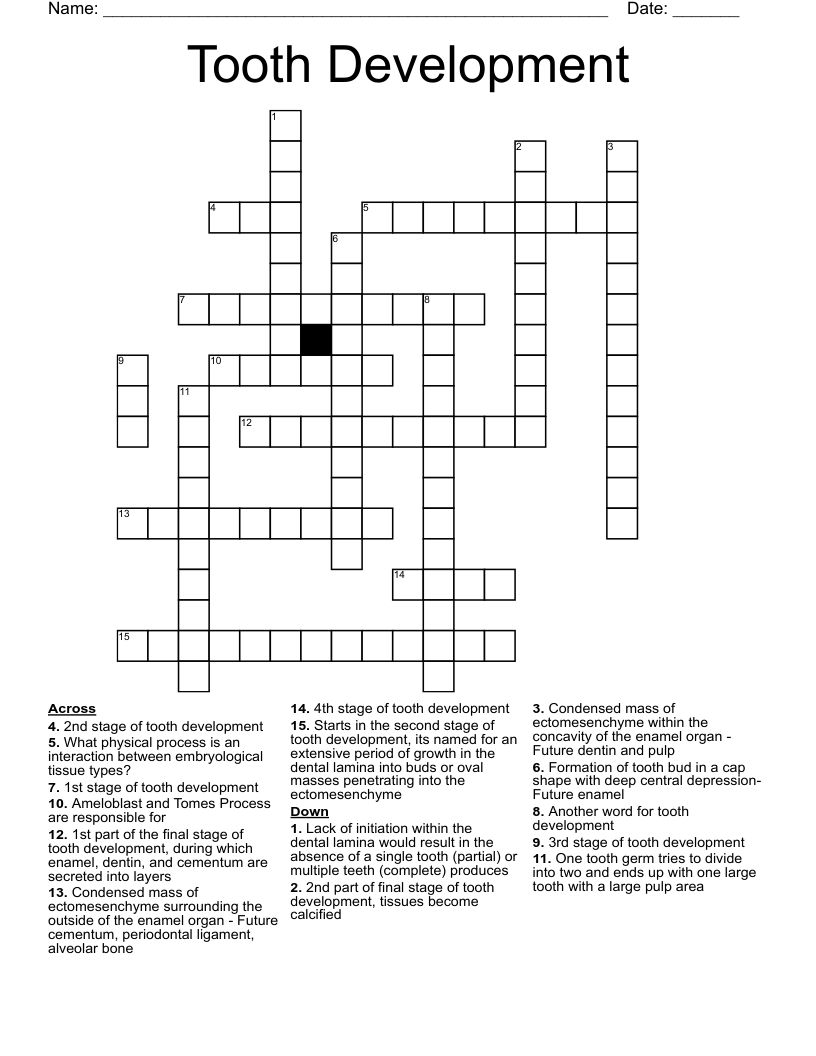 Layer Outside The Germ Crossword