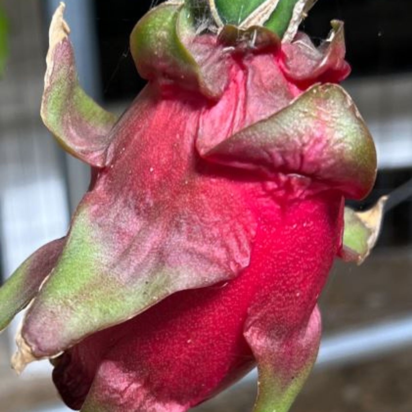 Treasure Valley Tropical Fruit The First Dragon Fruit Grown Sold In Idaho