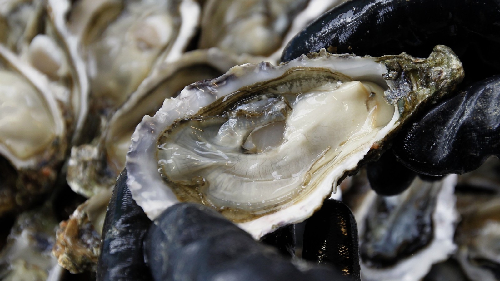 We Are In The Golden Age Of Oysters The Atlantic