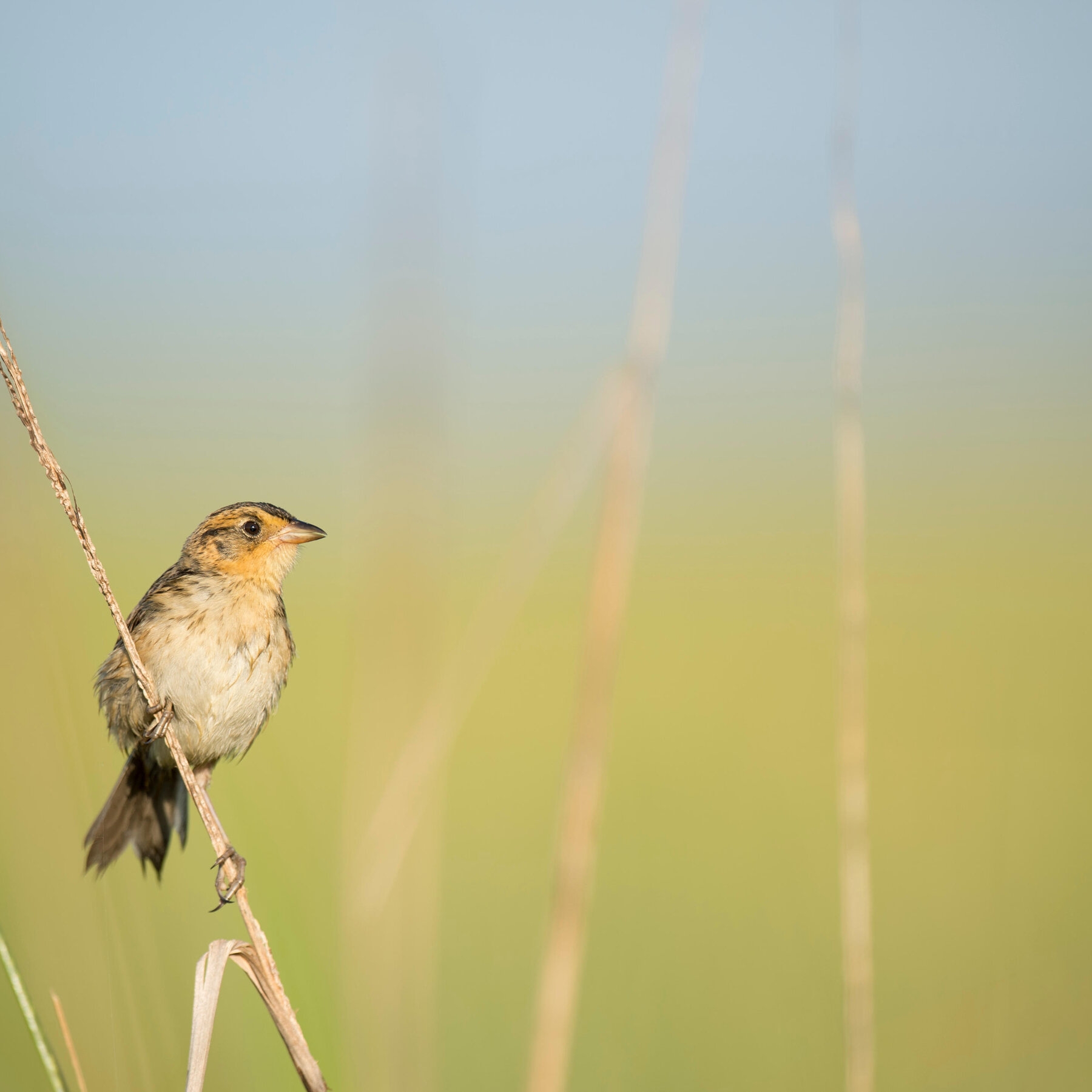 We Asked Readers To Spend The Summer Watching Birds Here s What Happened The New York Times