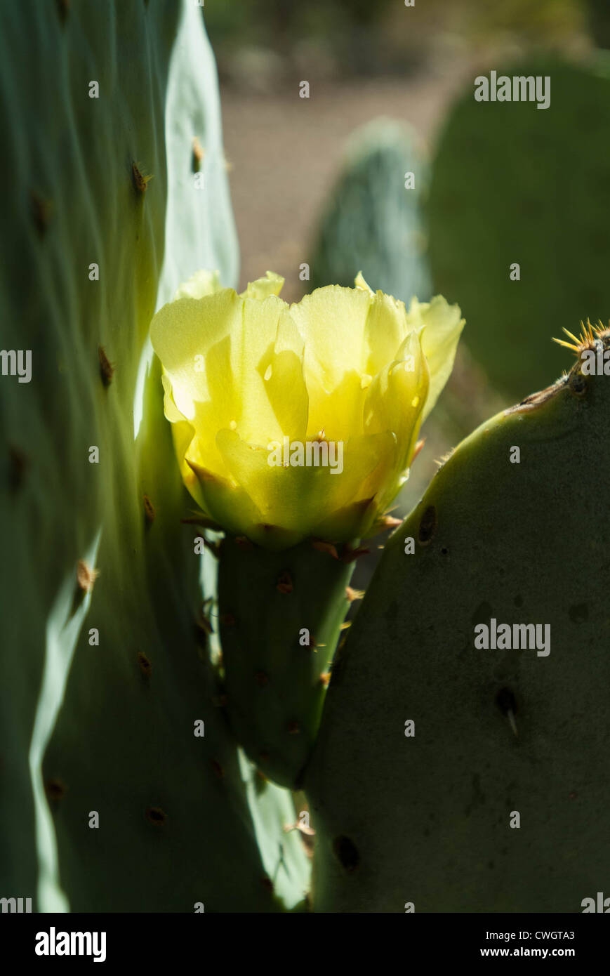 West Texas Flowering Cactus Hi res Stock Photography And Images Alamy