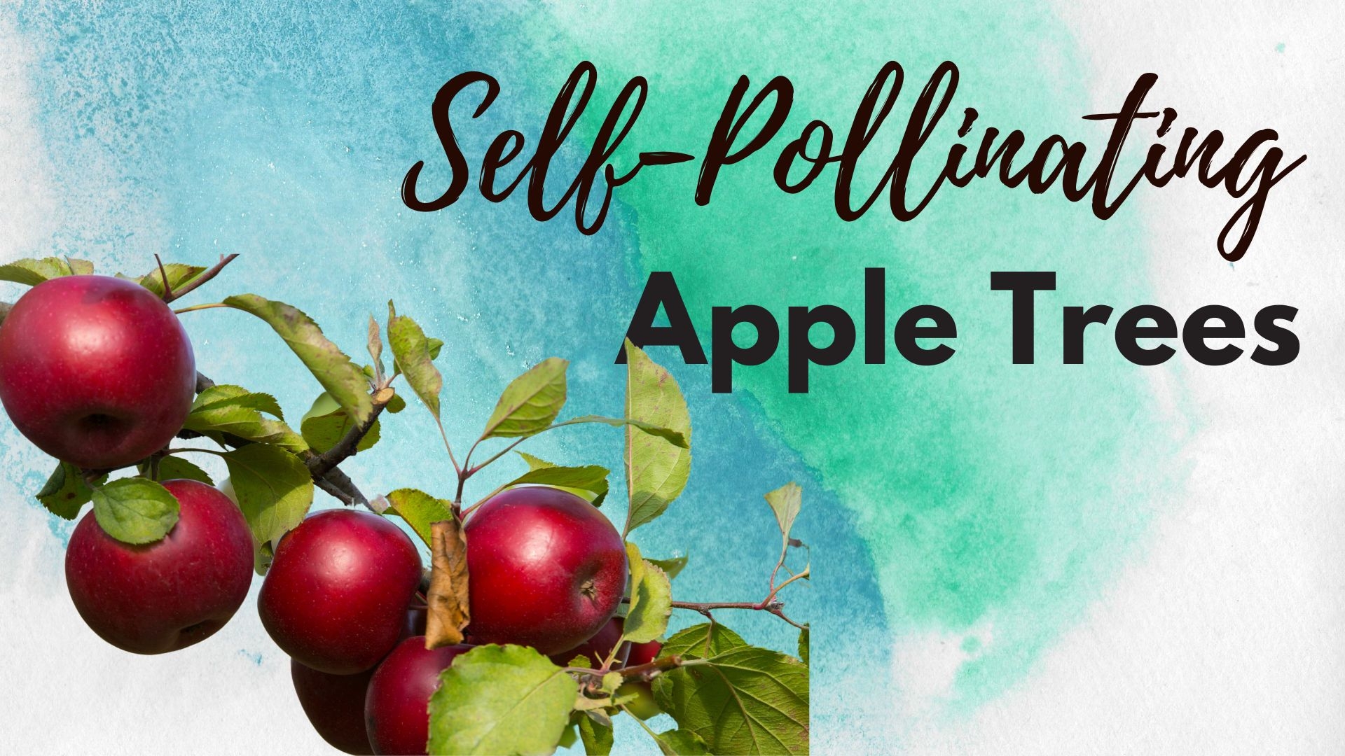 apple variety crossword clue