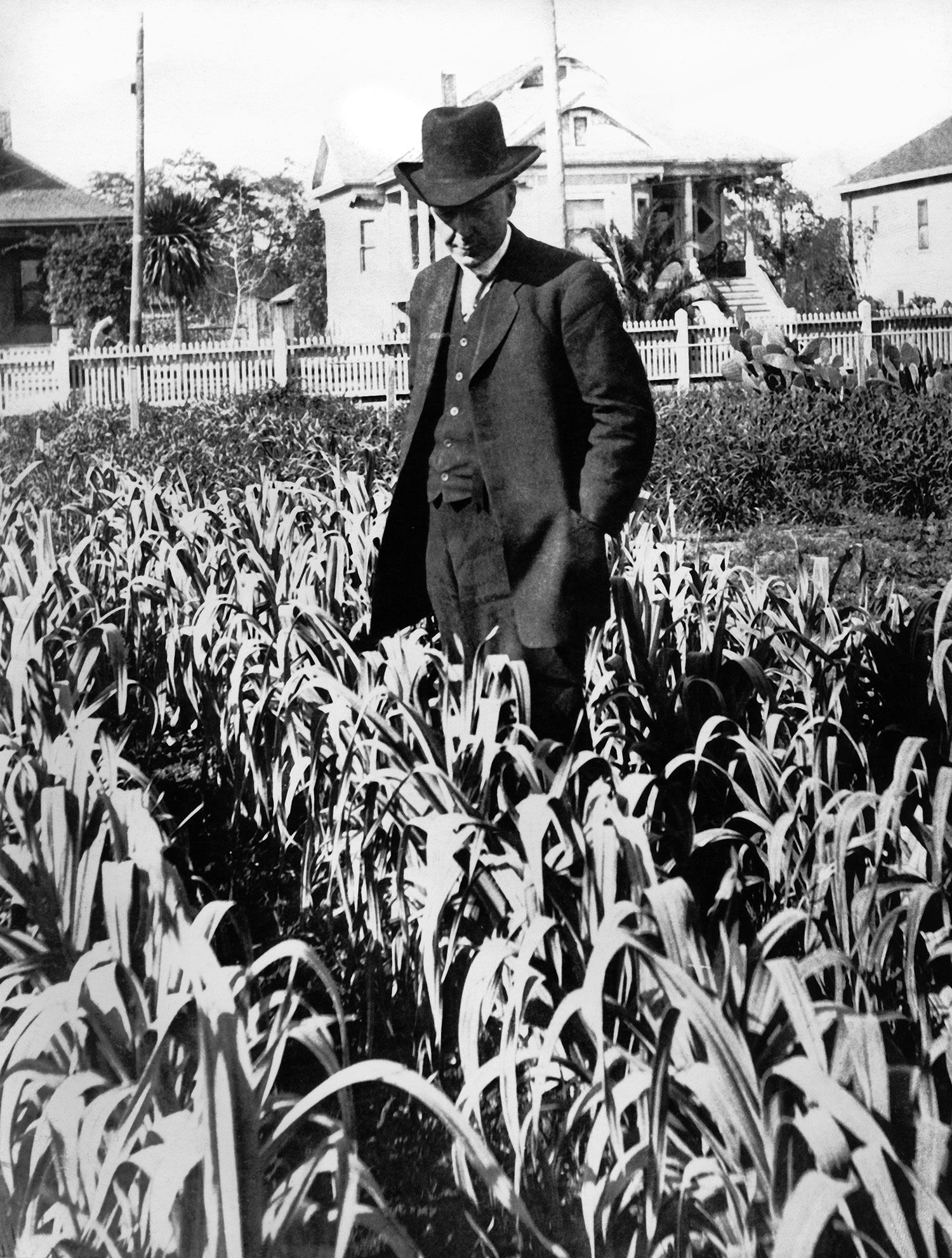 What Comes After Heirloom Seeds The New Yorker What Comes After Heirloom Seeds The New Yorker