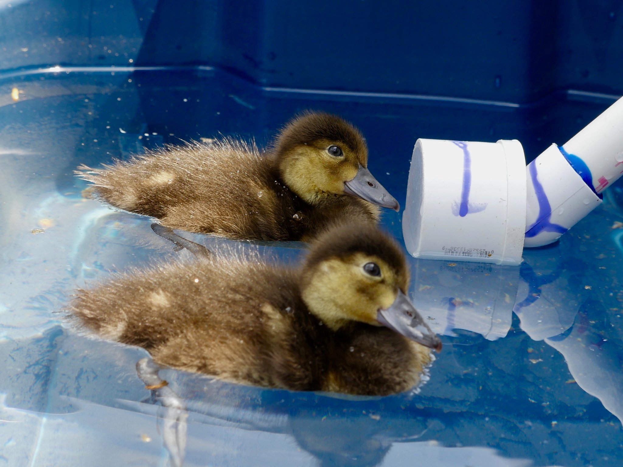 diving duck crossword diving duck crossword