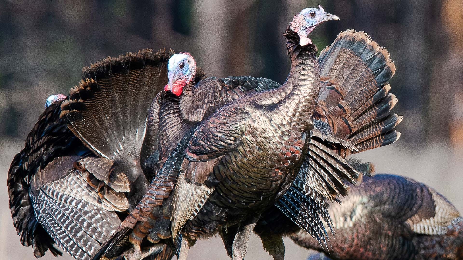 What Happens If You Give A Wild Turkey A Ride Field Notes With Dennis Chastain GREENVILLE JOURNAL