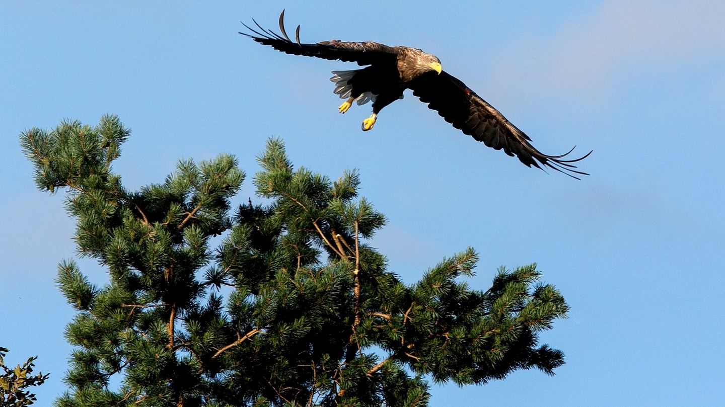 White tailed Eagle Released In Wild poisoned With Illegal Pesticide The Irish Times