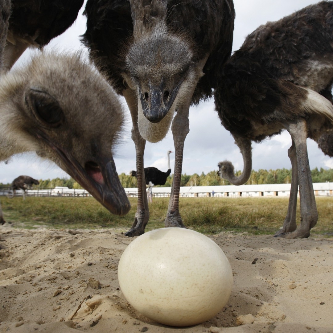 Why Are Bird Eggs Egg Shaped The Atlantic Why Are Bird Eggs Egg Shaped The Atlantic
