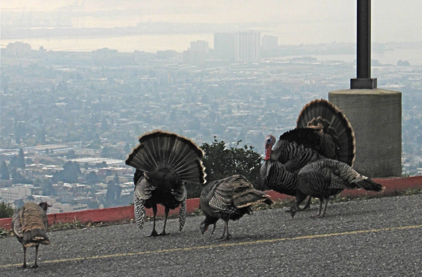 Wild Turkeys Strutting Around Your Suburbs But Why KQED