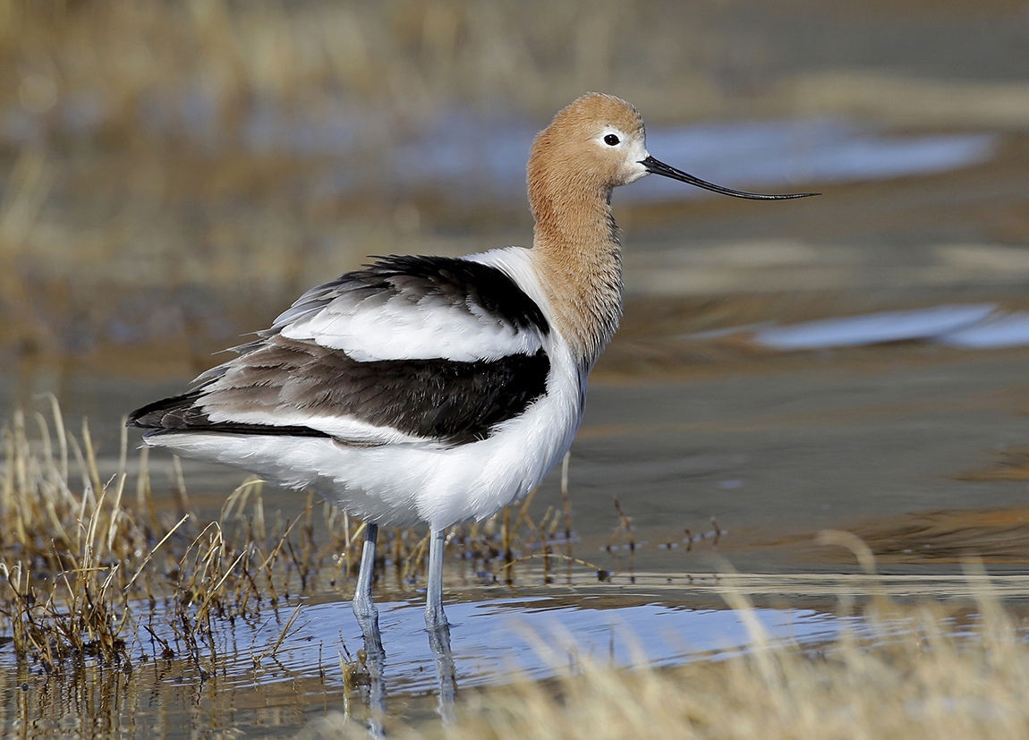 Wildlife Moment The American Avocet Is The Snazzy Visitor To Our Marshes Outdoors Yakimaherald