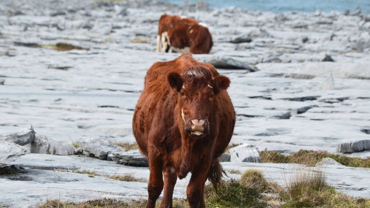 red cattle breed crossword red cattle breed crossword